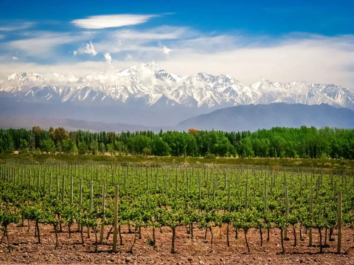 wine wine