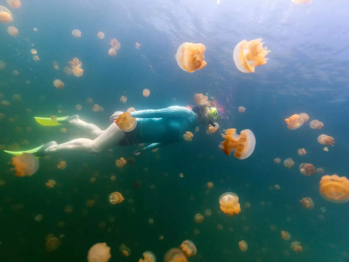 Jellyfish Lake in Palau
