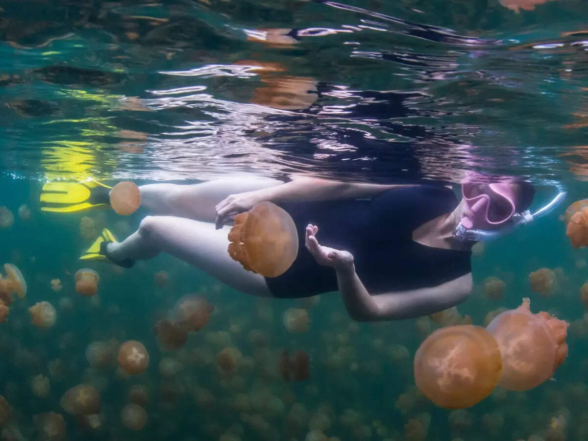 Snorkelling in Jellyfish Lake, Palau