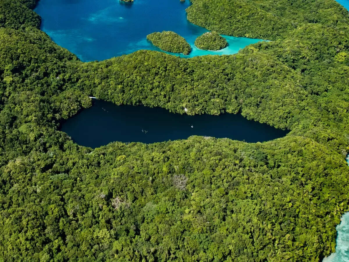 Jellyfish Lake, Palau