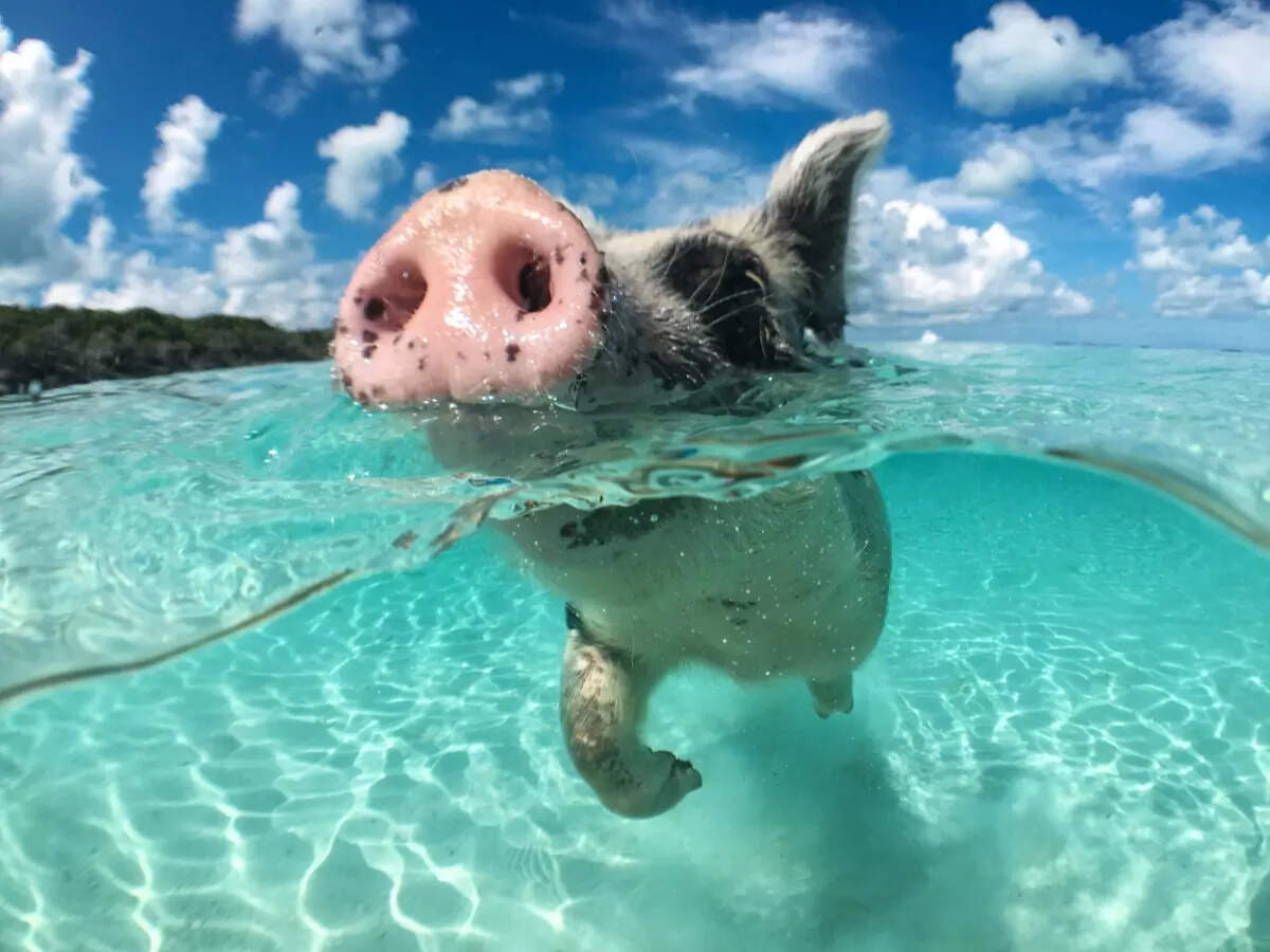 Swimming pigs of the Bahamas Swimming pigs of the Bahamas