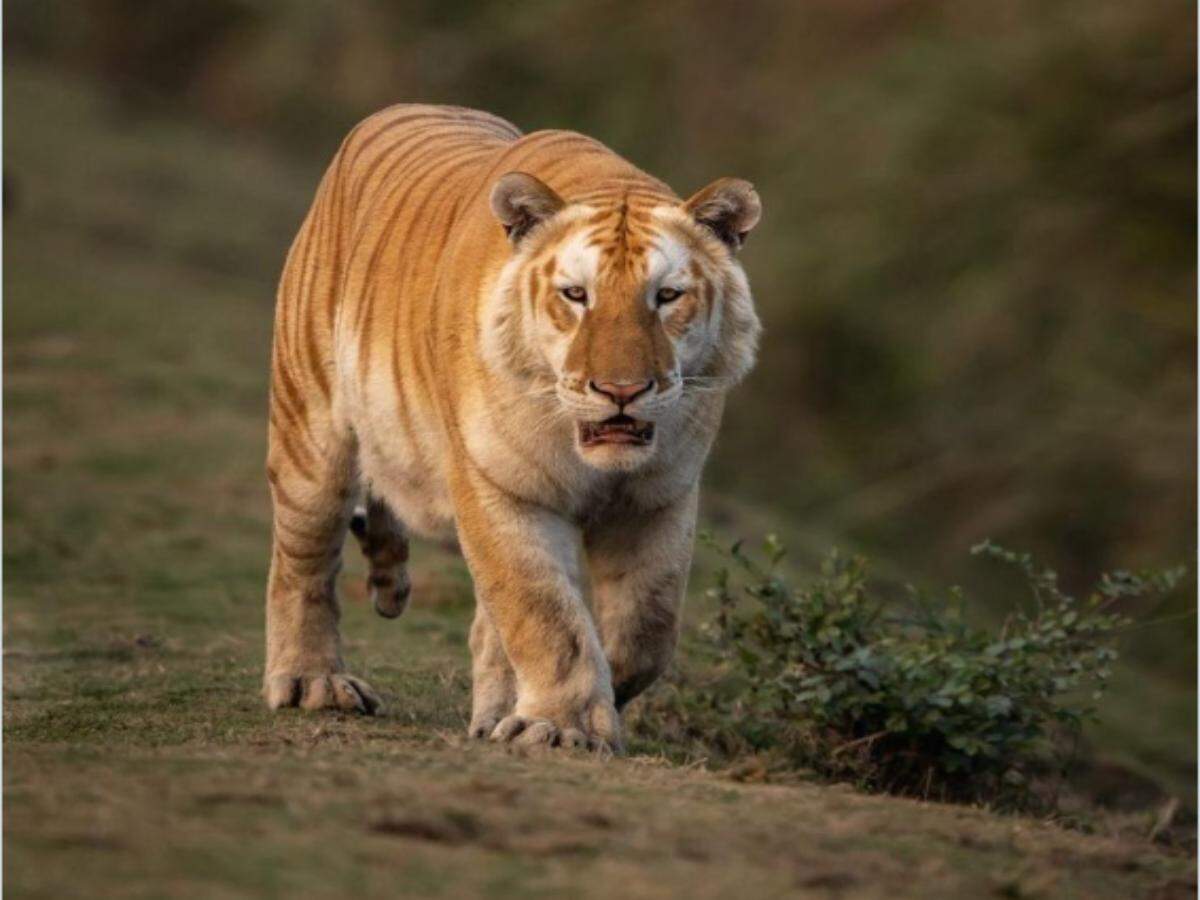 TIGER TIGER