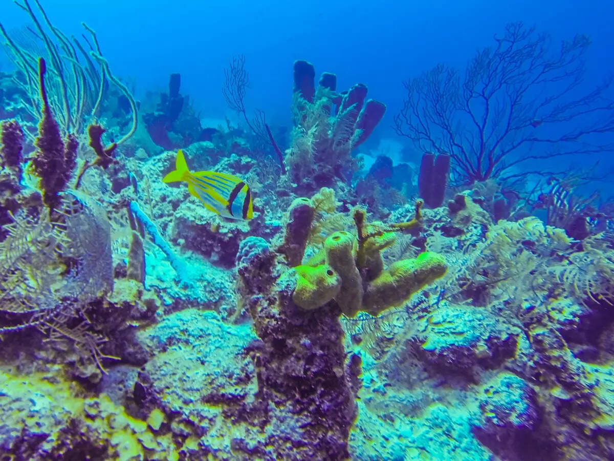 Diving in Belize