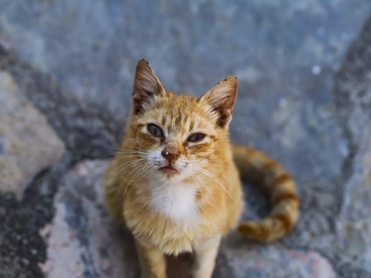 Abandoned animals Abandoned animals