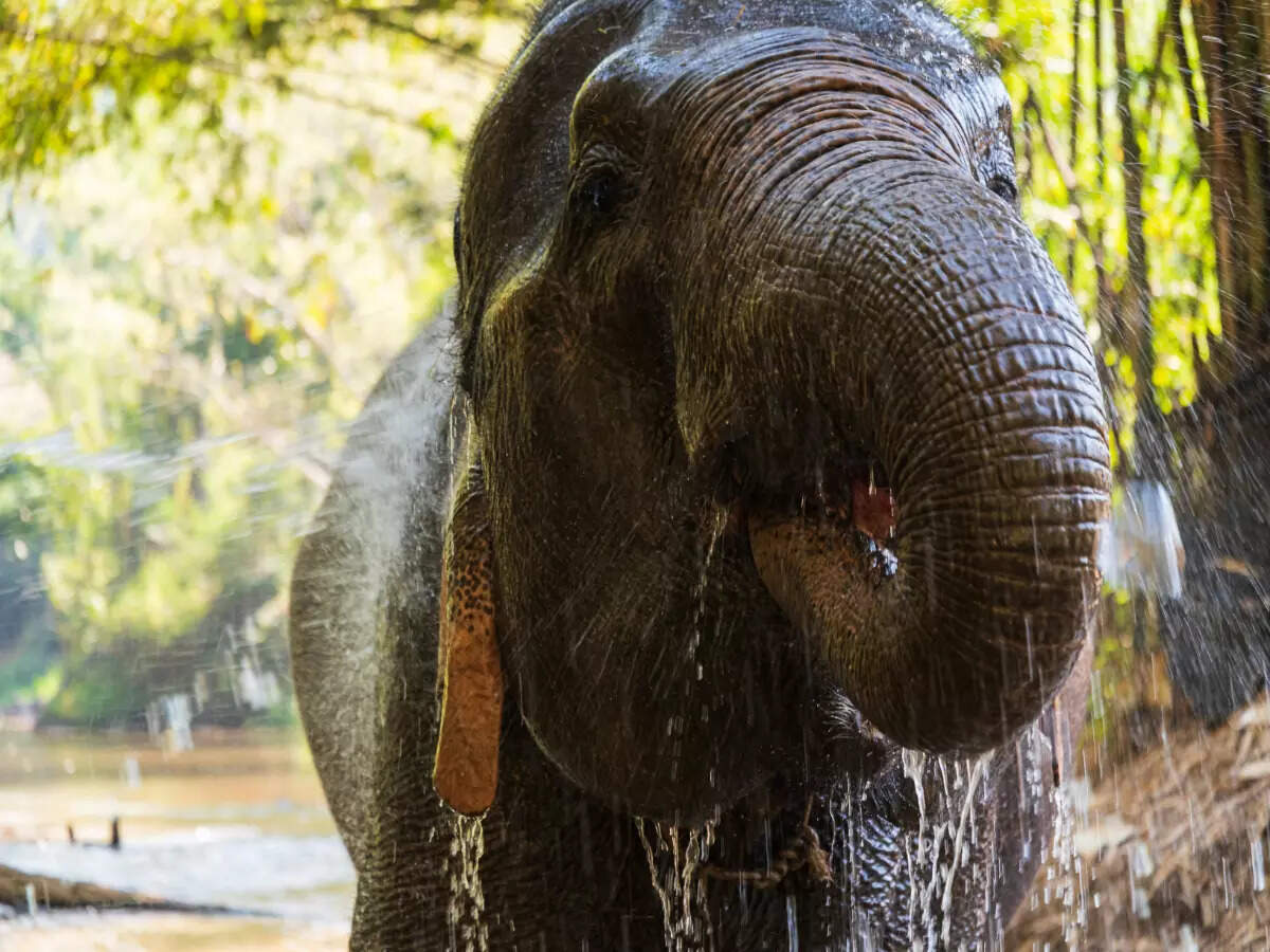 Elephant Nature Park