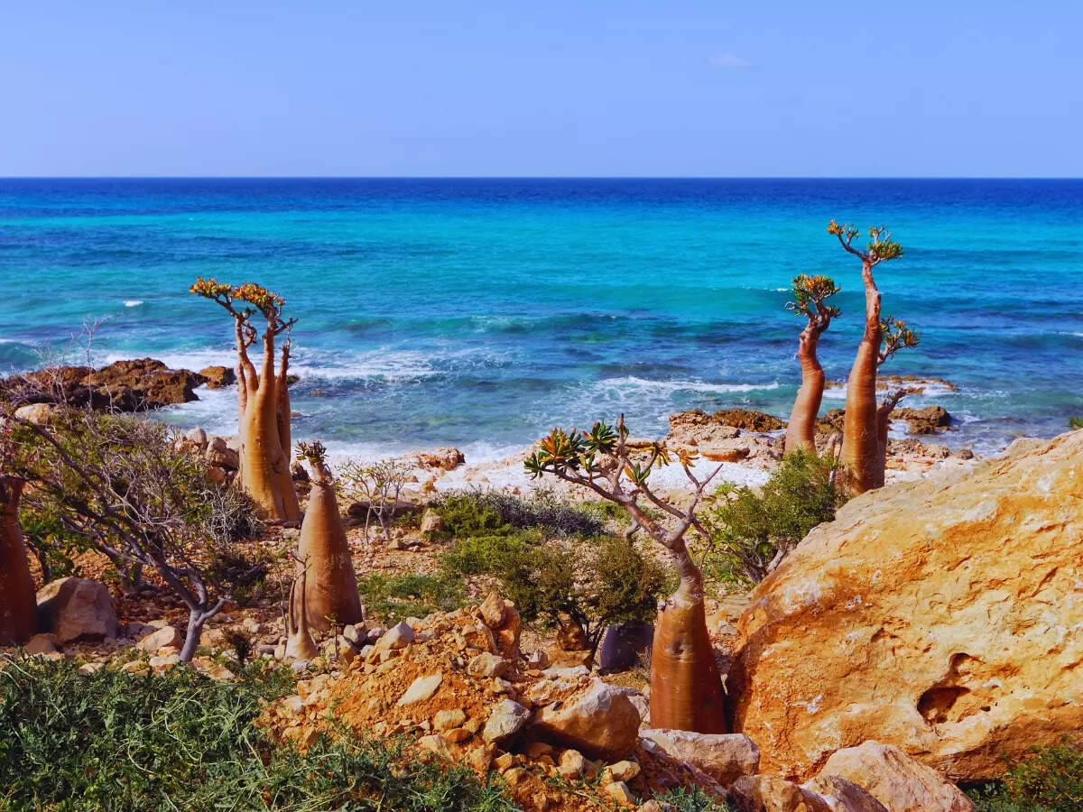 Bottle Tree in Socotra, Yemen Bottle Tree in Socotra, Yemen