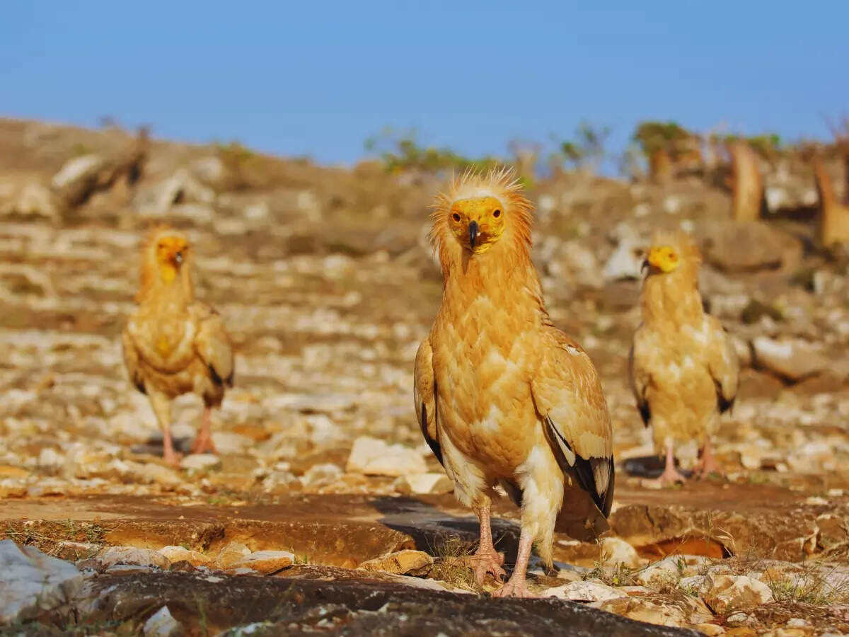 Egyptian vulture on Socotra Island Egyptian vulture on Socotra Island