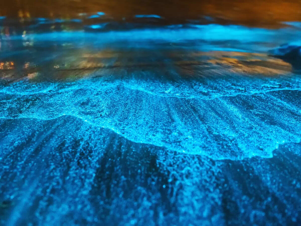 Bioluminescent beaches Bioluminescent beaches