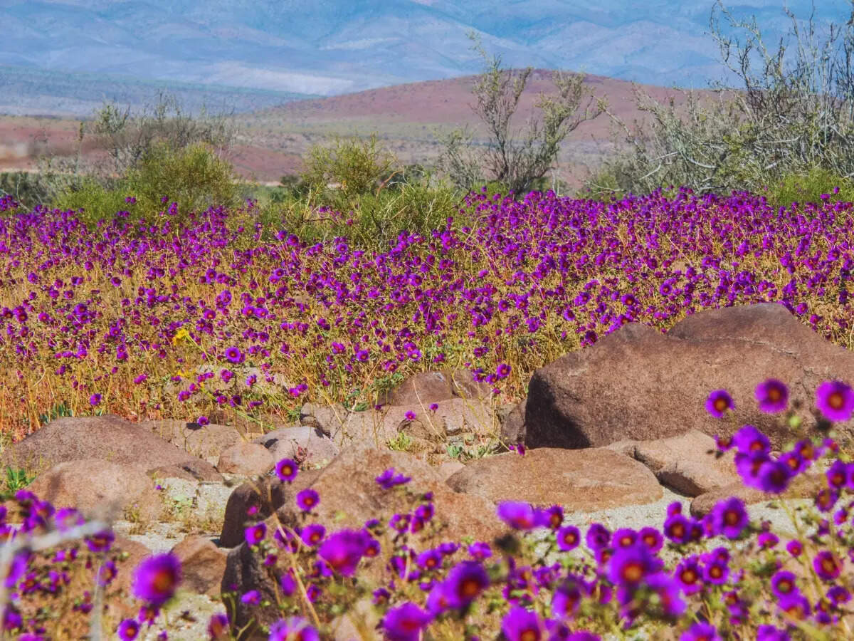 Atacama Desert Bloom Atacama Desert Bloom