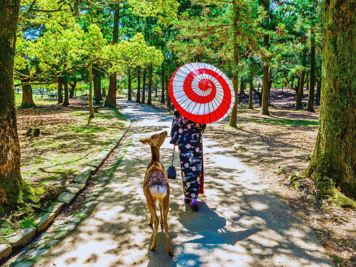 Deer in Nara Park in Japan