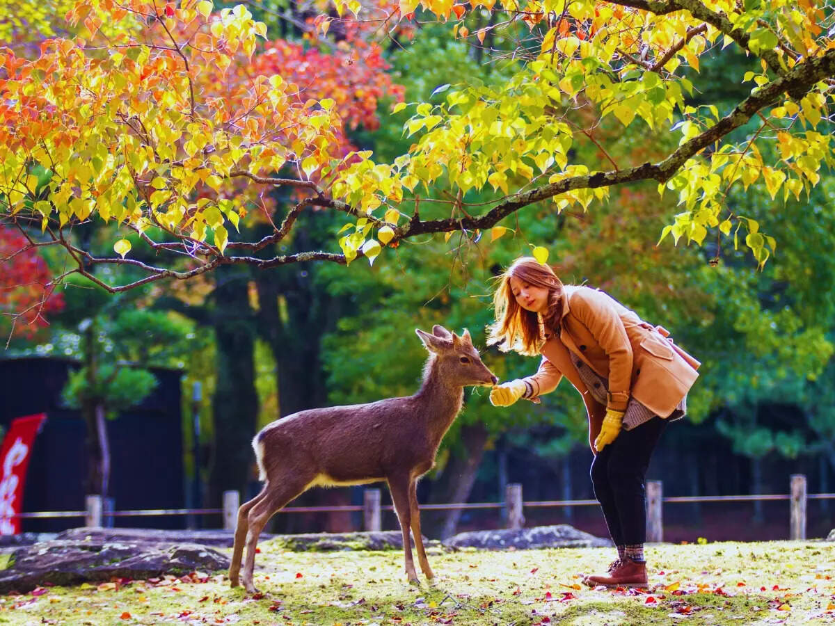 Nara deer