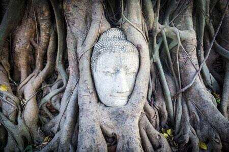 PM Modi to gift Buddha tree sapling to China, Mongolia