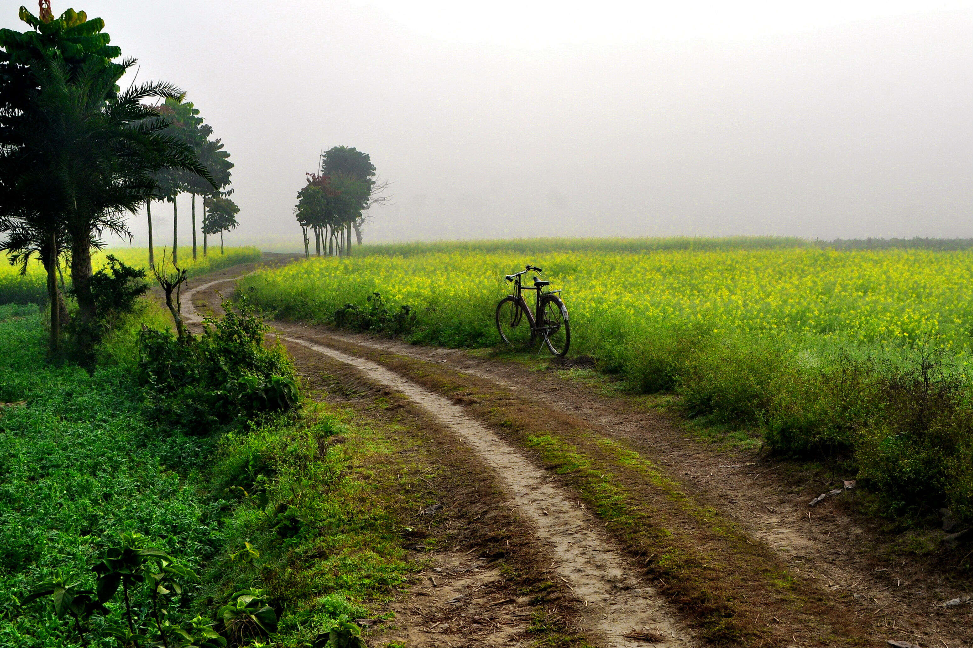 rural bengal rural bengal