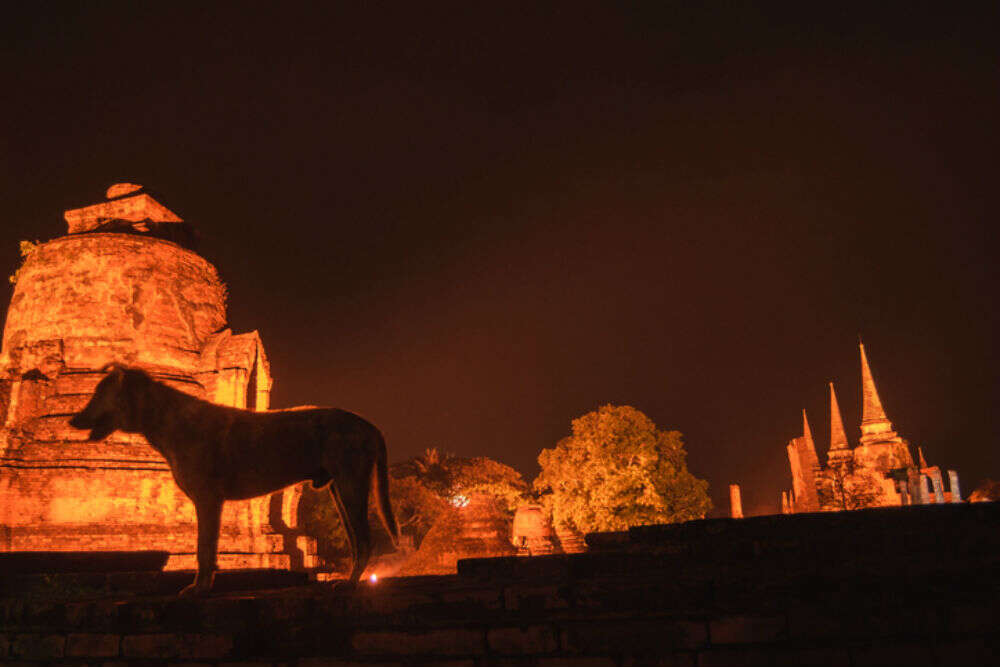 dog temple dog temple