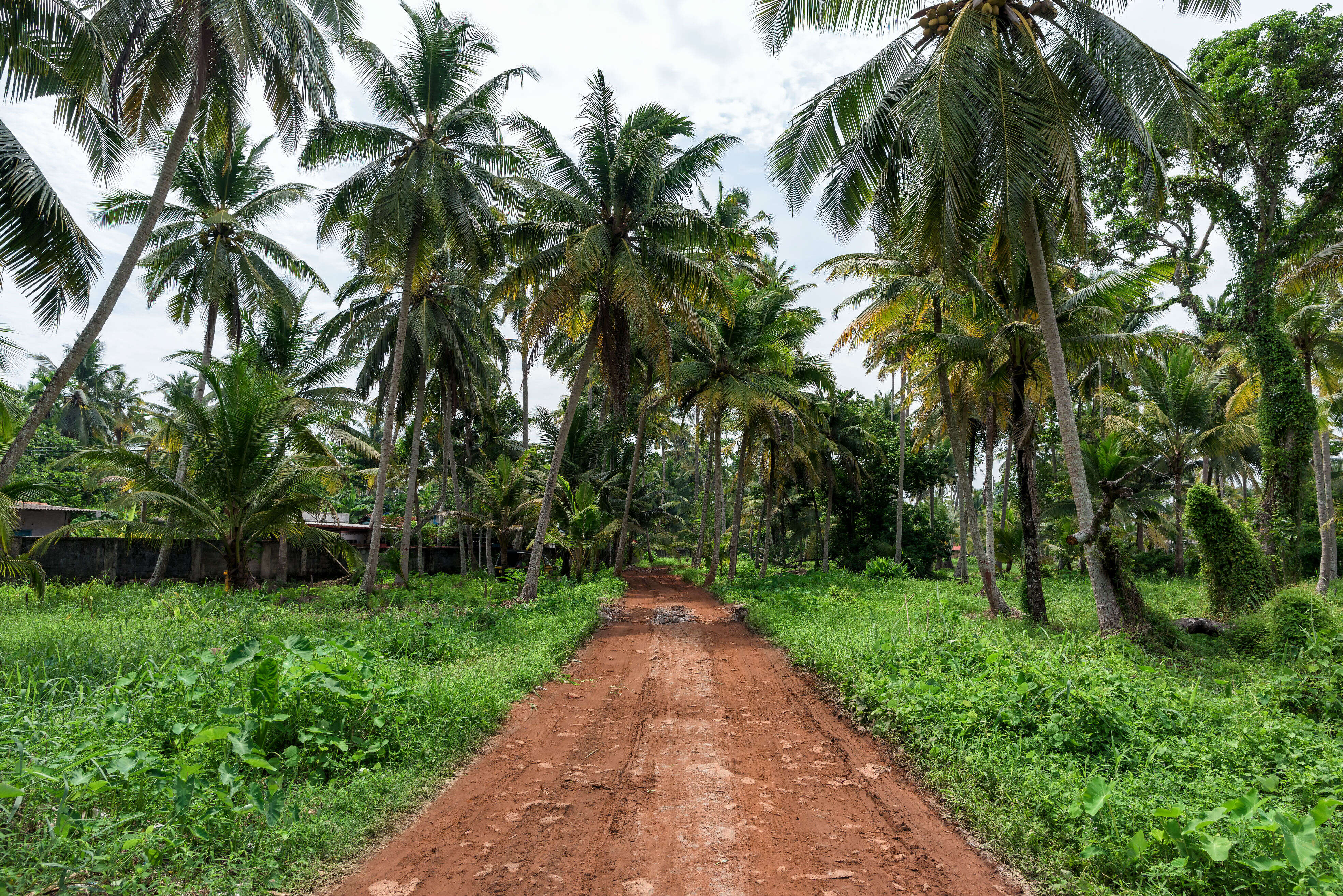kerala alappuzha kerala alappuzha