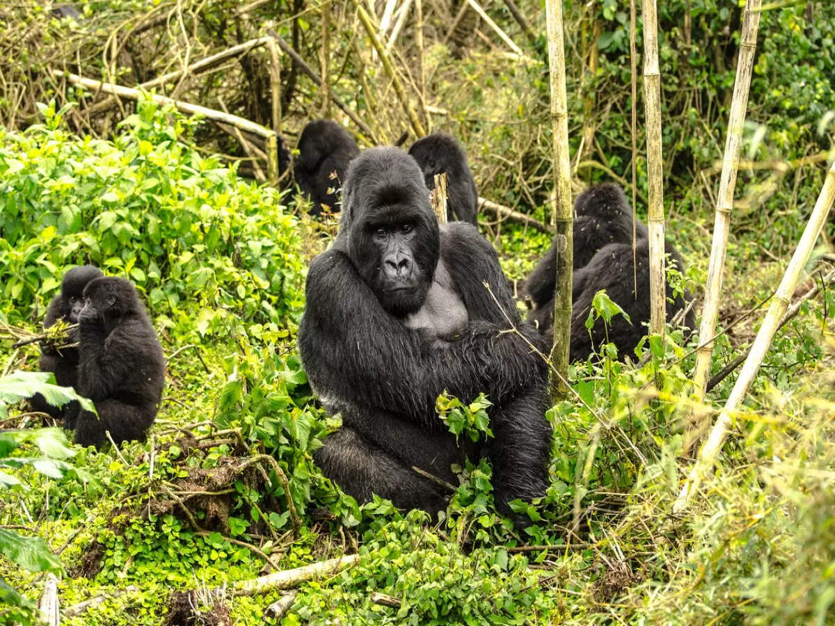 Gorilla Gorilla