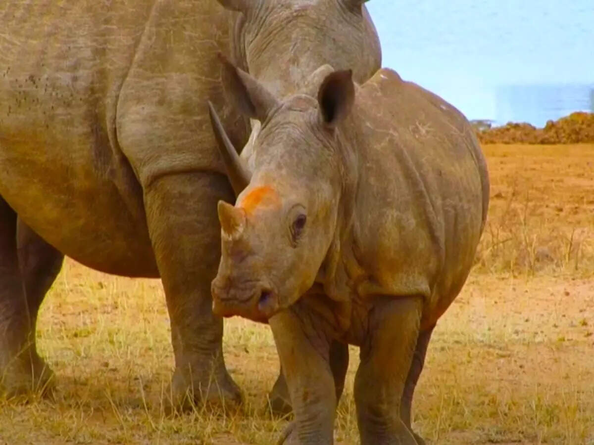 RHINOS
