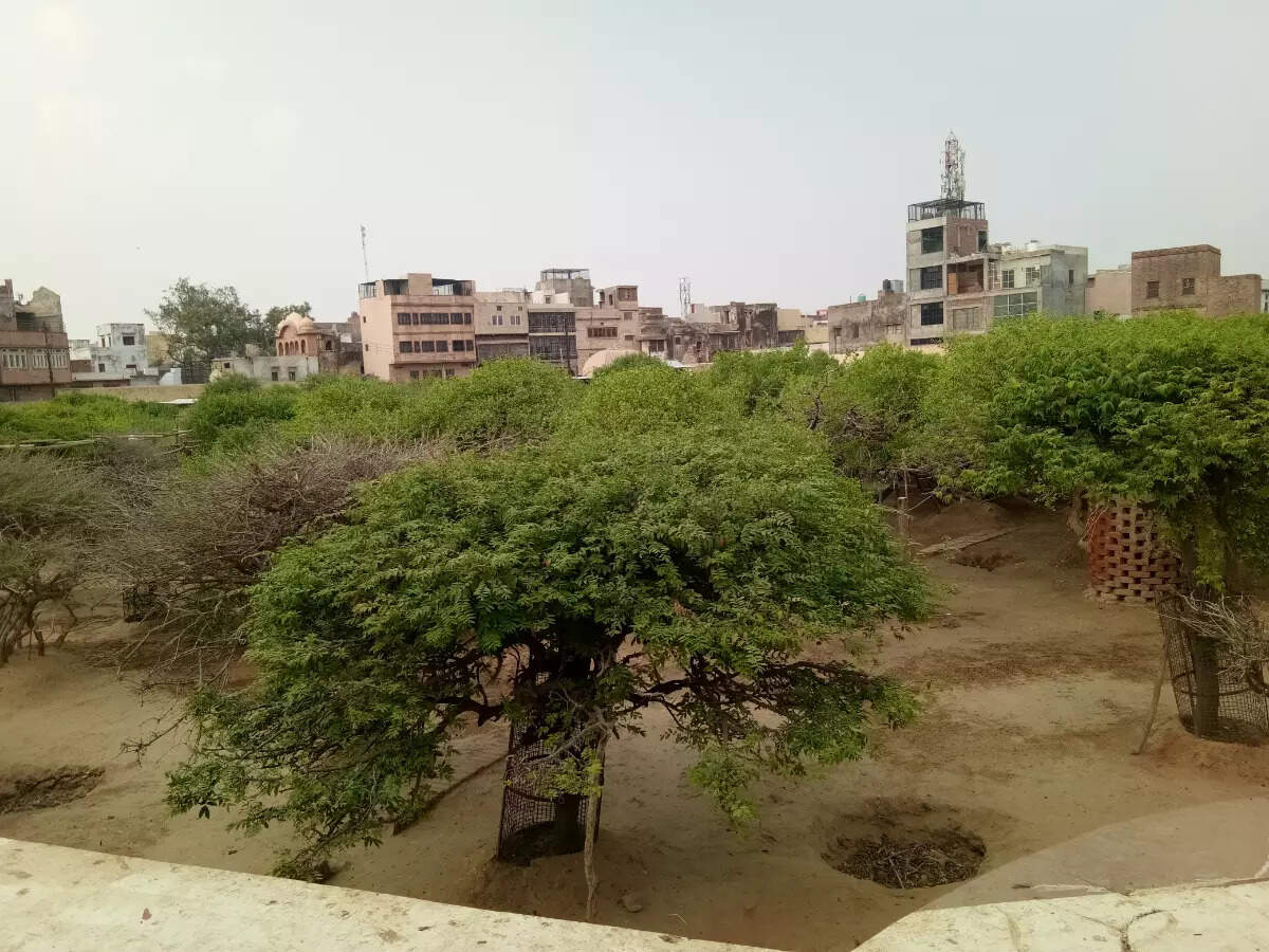 Nidhivan, Mathura