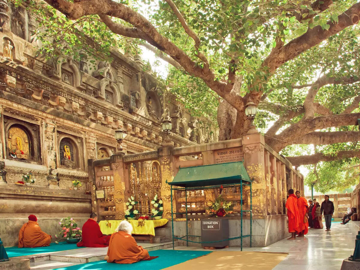 Bodhi tree in Bodh Gaya Bodhi tree in Bodh Gaya