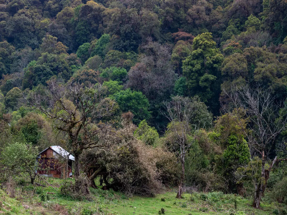 Khonoma Village, Nagaland