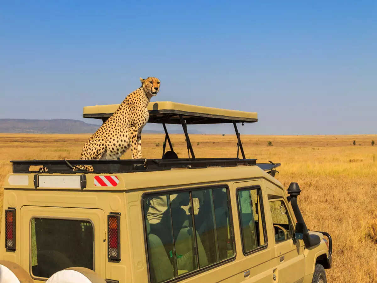 Cheetah on top of safari vehicle Cheetah on top of safari vehicle