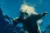 To The Arctic: Trailer