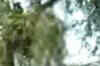 IJP LS candidate found hanging from tree in UP