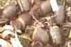 Militant hideout busted in Poonch