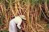 ET Now: Government to curb sugar prices