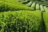 ET Now: Weak monsoon may hit tea production
