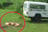 Charred bodies of 6 women found in Goa