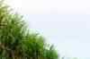In Malayalam: Additional rice, sugar showered in Kerala
