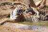 Lioness kills security guard in Mumbai