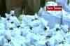 Heroin worth Rs 110 crore seized near Indo-Pak border