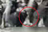 Taliban stone woman to death in Pak