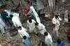 Six killed in blast at Pakistan shrine