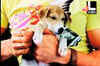 A dog named Kasab in Bhandarkar's film!