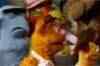 The Muppets: Trailer