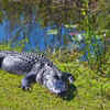 5 national parks in the USA perfect for wildlife lovers and the best time to visit them