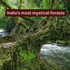 Most mysterious forests in India and the legends around them