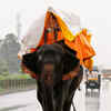 Monsoon flavour