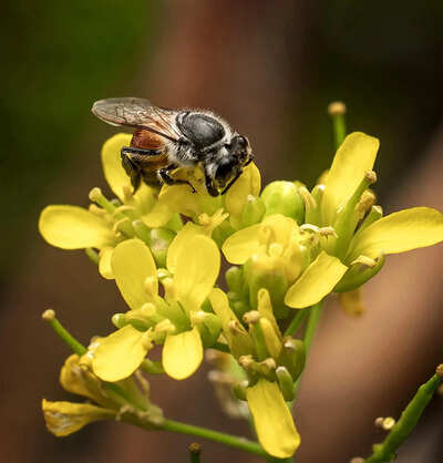 Beekeepers in Maharashtra create a buzz for sustainability and economic benefit
