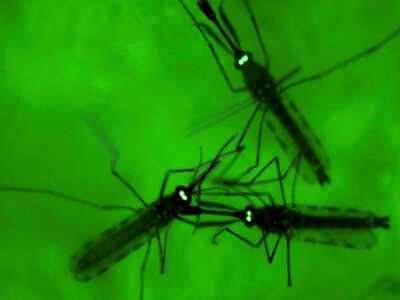 Need to go natural, mosquitoes resistant to artificial repellents